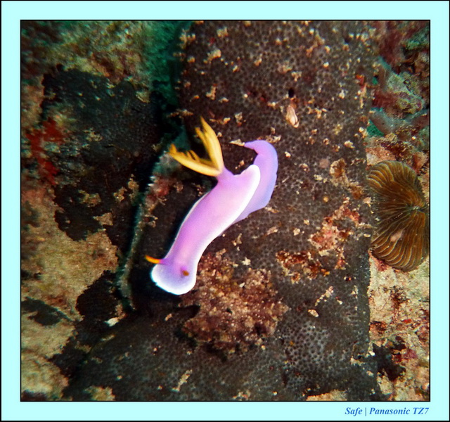 2011 - 08 - Borneo - Mantabuan 21